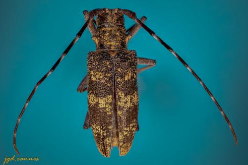 Réf. 262 809 : Monochamus galloprovincialis